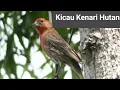 Download Lagu Kicau Burung Kenari Hutan ‼️ suara kenari hutan #finch #kenari