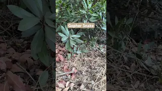 Almost stepped on this Gopher Snake who was on the hiking trail, then saw this Alligator Lizard￼.