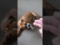 Beabull does bang your dead trick