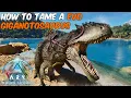 How to Tame the New EVO GIGANOTOSAURUS from the Paleo ARK Evolution Apex Predators Mod