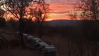 اكبر خطأ يقوم به النحال هو تغدية النحل سكر و تجربة أدوية غير مرخص لعلاج الفاروى تابع كي تستفيد 