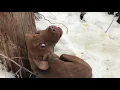 Cold Shivering and in Pain with a happy ending - Stray Rescue of St Louis