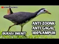 Download Lagu SUARA BURUNG RUAK RUAK PALING AMPUH DURASI PENDEK