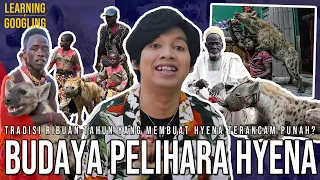 Download Kotorannya Bisa Hilangkan Sifat Nakal Remaja Budaya Pelihara Hyena Di Nigeria |Learning By Googling MP3