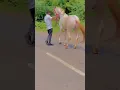 Download Lagu horse dance Wah gopi #viral #trending #shorts #horse