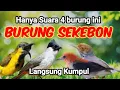 Suara Pikat Burung Kecil Ini Bikin Burung Sekebon Pada Kepo!!