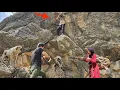 Download Lagu Battle in the Mountains: Breathtaking Pursuit of a Caveman by Hussein and the Police!
