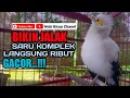 Download Lagu jalak SATU KOMPLEK Langsung ribut GACOR mendengar suara pancingan jalak putih  ini