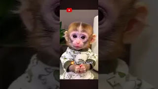 العشق مجنون والمشكلة حاطط مسكاره        كيوت   اشتراك قرد اجمل ضحكه بالعالم                دندنها