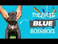 The First Blue Boerboel Puppy In Our Kennel