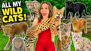 FEEDING THE MOST EXOTIC CATS IN THE WORLD!