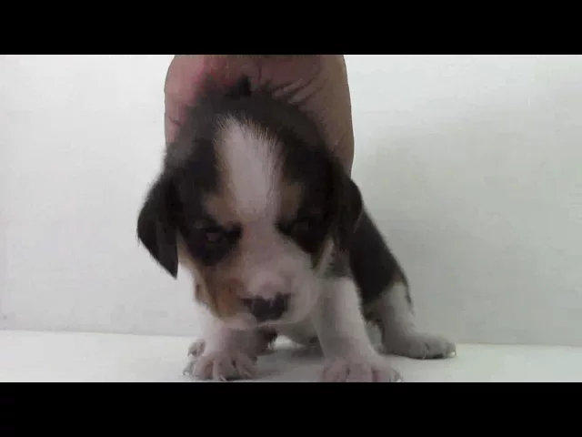 動画
