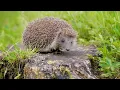 Forest Wild Animals 4k - Meditation Relaxing Music | Nature Soundscapes | Scenic Relaxation Film