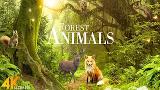 Forest Wild Animals 4k Meditation Relaxing Music Nature Soundscapes Scenic Relaxation Film 