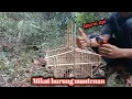 Download Lagu Mikat Burung Mantenan Murai Api/burung pikat langsung diserang burung liar..