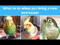 Download Lagu What to do when you bring a new bird home! 🐣 | BirdNerdSophie