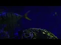 artistic music video "thoughtful" by chuck dinsfriend