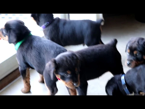 Download MP3 Mini Rottweiler Puppies for Sale