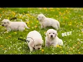 A Guide to Choosing the Right Golden Retriever Puppy