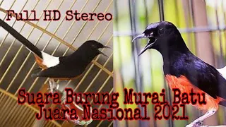suara burung murai batu juara 1 piala nasional 2021 full hd stereo