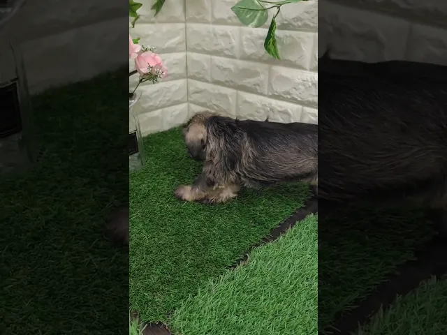 動画