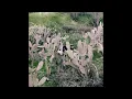 Bones & Eddy Baker - YellowStone (Bass boost + slightly slowed)