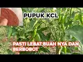 Lagu Manfaat Pupuk KCL pada tanaman cabai di jamin buah nya lebat dan ber bobot 👍👍