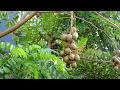 Download Lagu In My Garden: 17. Buah Kedondong (Buah Long Long)