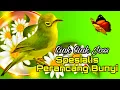 Download Lagu CIAK CIAK JOSS KECIAL KUNING SPESIALIS PERANSANG BUNYI 100% CEPAT BIKIN GACOR