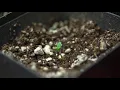 Cannabis seed germination time lapse 707seedbanks lemon dawg