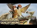 Download Lagu SUARA BURUNG GEREJA TARUNG COCOK BUAT PIKAT @MP3suarapikatburung