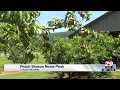 Prime time for peach-pickin at Chiles Orchard