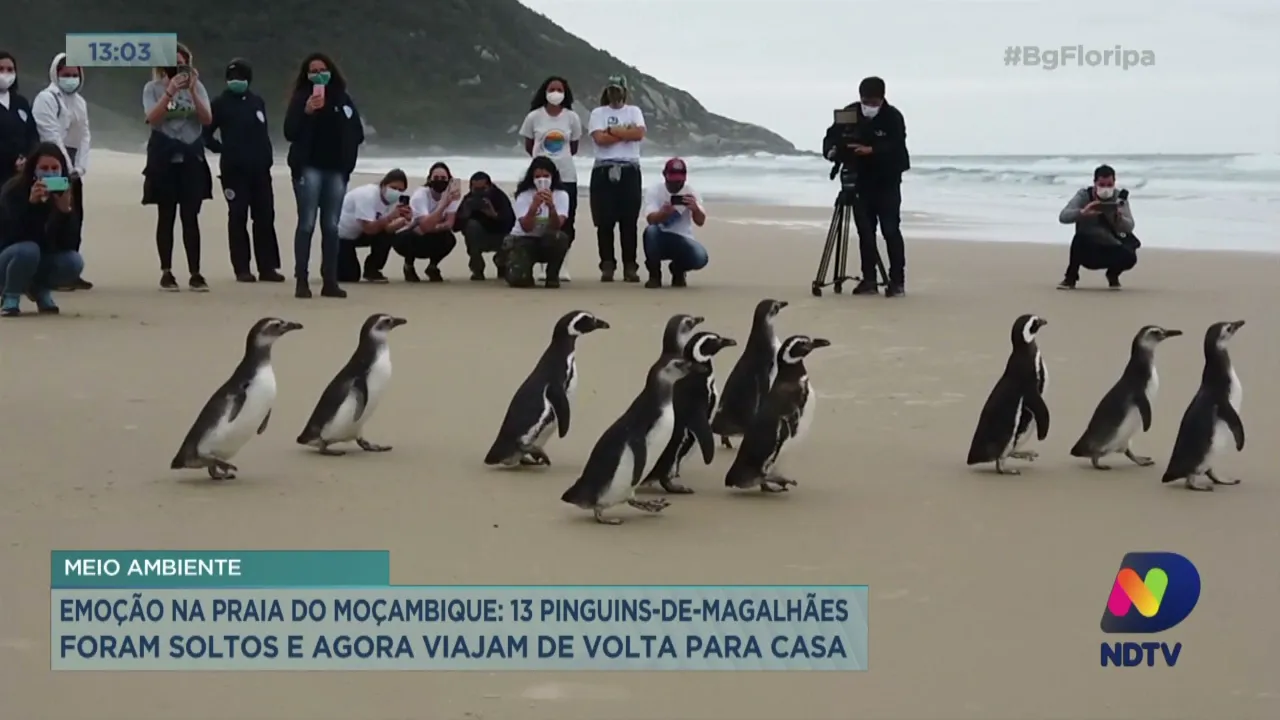 13 pinguins-de-magalhães foram soltos e agora viajam de volta para casa