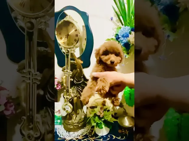 動画