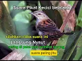 Download Lagu suara pikat kecici belalang paling jitu silahkan coba