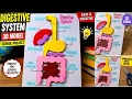 Digestive system 3D model school projects Idea human organ systems