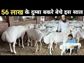 Lagu दुम्बा पालन से इनकी चांदी ही चांदी | Turkey Dumba Sheep | Dumba Goat Farm | Fat Tailed Sheep Farming