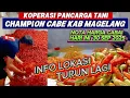 Download Lagu Info harga cabai hari ini!! Koperasi cabe Kab.Magelang@Sariftanichannel6685