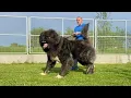 What dog breed is this