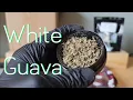 White Guava - California Gold Farm
