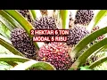 Download Lagu Cara meningkatkan hasil panen buah kelapa sawit modal sedikit cukup 5 ribu rupiah saja