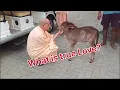Lagu Radhanath swami with a cute calf!!!💕❤️😻😘😍🥰