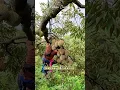 Download Lagu Proses pengikatan durian pada pohon durian yang tinggi #shorts #durian #kebundurian #fruit #buah