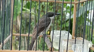 jingjing batu betina gacor pancingan jantan