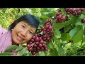 Download Lagu GHÉ VƯỜN CHERRY TRIỆU TRÁI ,CHERRY NGỌT NGẤT NGÂY HÁI ĐÃ TAY BAO BỤNG