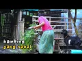MADURA LUCU.//KAMBING YANG NAKAL.::EPS..001