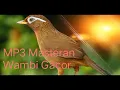 Masteran Burung Wambi Gacor MP3 Suara Jernih Mantap