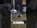 Download Lagu Kangal-ouders verdedigen hun puppy tegen een schaap 🐕🐑