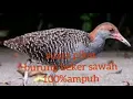 Download Lagu SUARA PIKAT BURUNG BEKER SAWAH100%AMPUH