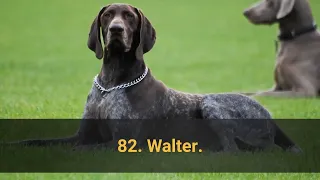 TOP 100 BEST Dog Names For Male - Dog Name Ideas 2021